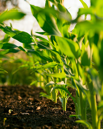 Zero hunger, Clean water and sanitation