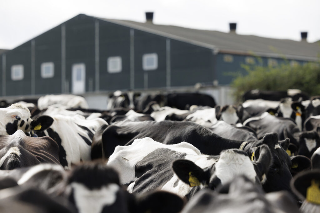 Turn slurry into an opportunity