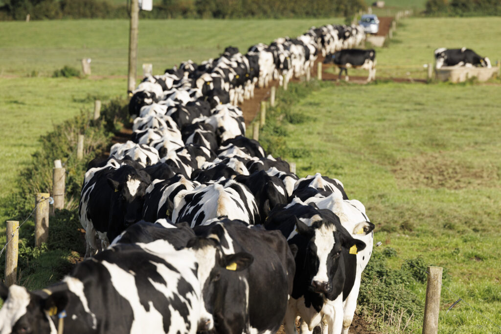 A line of cows returning for milking